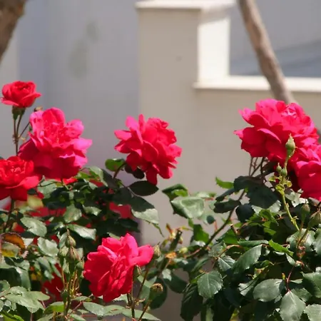 Pension Piertzovani Guest house Parikia (Paros)